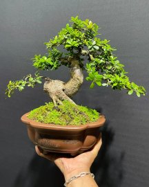 Bé hải châu sông cầu