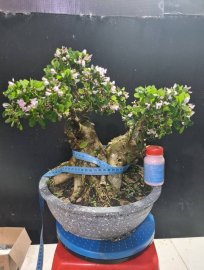 Sam hồng phấn đang hoa lùn lực, hoành 44