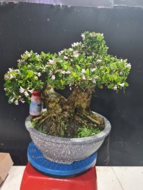 Sam hồng phấn đang hoa lùn lực, hoành 44