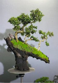 Tiểu cảnh sam núi hai triệu chín