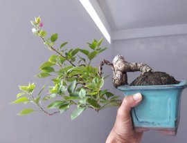 Em là Giấy Xác pháo zin...