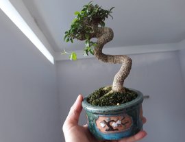Hồng Ngọc Mai mini...