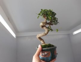 Hồng Ngọc Mai mini...
