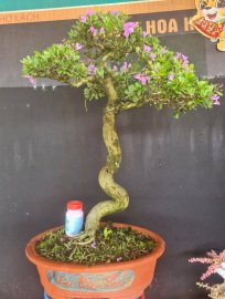 Linh sam siêu hoa rin lắc thân