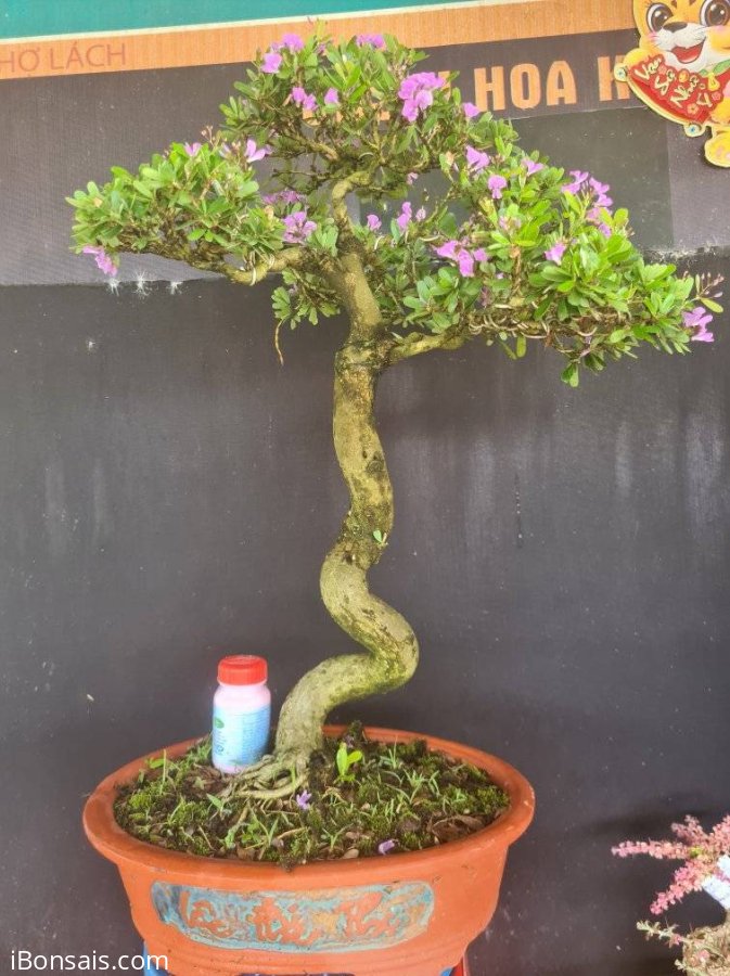 Linh sam siêu hoa rin lắc thân