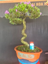 Linh sam siêu hoa rin lắc thân