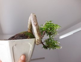 Kim Dòn đổ treo...