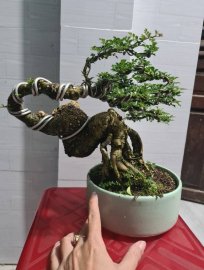 Cần thăng quái giao lưu cả nhà