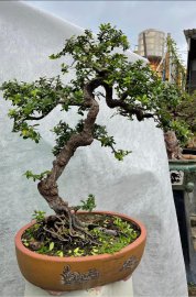 Hải châu lá siuuu đẹp