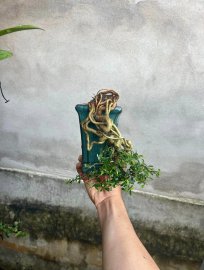 Linh sam ghép 86 giá mềm xèo