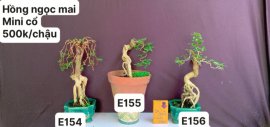 #GIẢMGIÁ BONSAI chỉ #150k