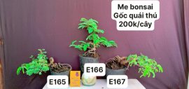 #GIẢMGIÁ BONSAI chỉ #150k