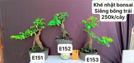 #GIẢMGIÁ BONSAI chỉ #150k
