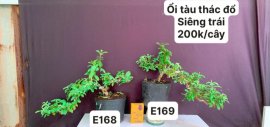 #GIẢMGIÁ BONSAI chỉ #150k