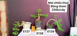 #GIẢMGIÁ BONSAI chỉ #150k