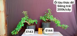 #GIẢMGIÁ BONSAI chỉ #150k