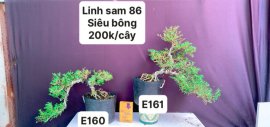 #GIẢMGIÁ BONSAI chỉ #150k