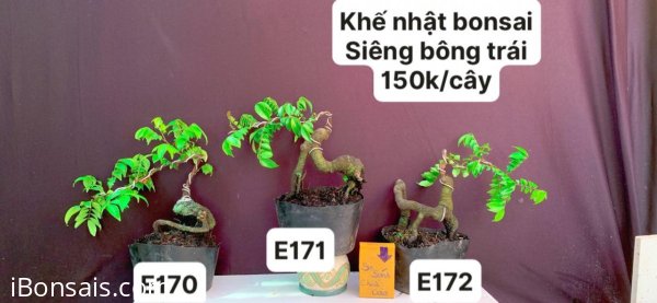 #GIẢMGIÁ BONSAI chỉ #150k
