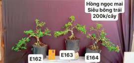 #GIẢMGIÁ BONSAI chỉ #150k