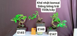#GIẢMGIÁ BONSAI chỉ #150k