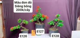 #GIẢMGIÁ BONSAI chỉ #150k