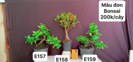 #GIẢMGIÁ BONSAI chỉ #150k