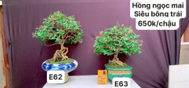 #GIẢMGIÁ BONSAI chỉ #150k