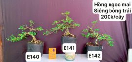 #GIẢMGIÁ BONSAI chỉ #150k