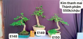 #GIẢMGIÁ BONSAI chỉ #150k
