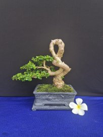 Sam hương indo siêu quái