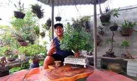 Kỷ Thuật Cắt Tỉa Giữ Dáng cây Bonsai.