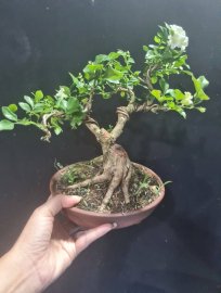 Nguyệt hoa chùm mini nuôi cốt đang hoa
