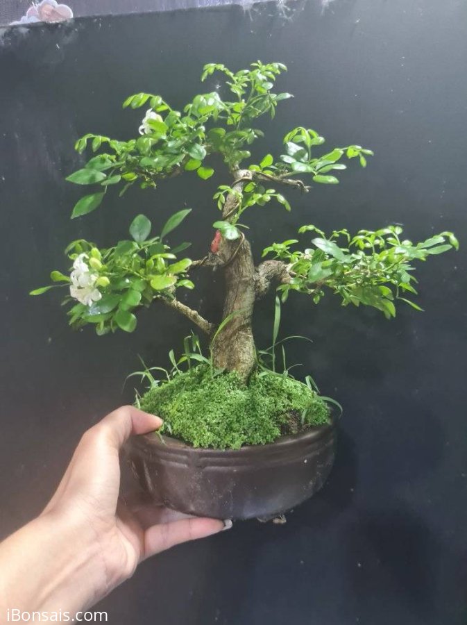 Nguyệt hoa chùm mini nuôi cốt đang hoa