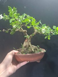 Nguyệt hoa chùm mini nuôi cốt đang hoa