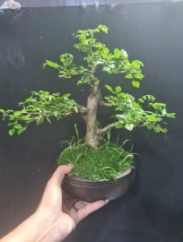 Nguyệt hoa chùm mini nuôi cốt đang hoa