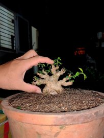 MCT cây xử lý cho khách.