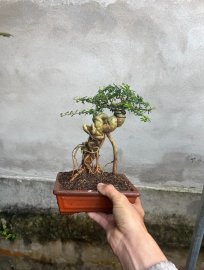 Linh sam song hinh ghép 86 giá vài xị