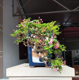 Hồng Ngọc Mai