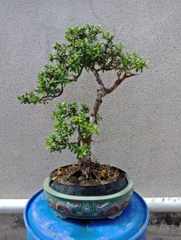Tác phẩm: Hải châu mẫu tử