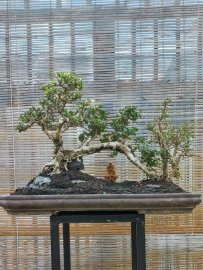 Sam núi rừng trên thân