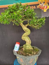 Linh sam siêu hoa rin lắc thân