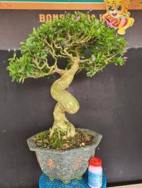 Linh sam siêu hoa rin lắc thân