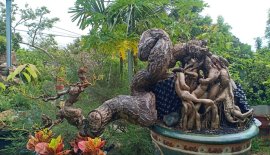 Vua của loài cóc.