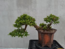 Tác phẩm mẫu tử tương thân