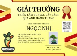 TP Mai chiếu thuỷ