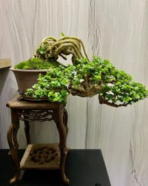Tác phẩm thọ nương tử