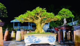 Mai chiếu thủy thiên nhiên