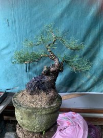 Gl ae cây phi lao (dương)
