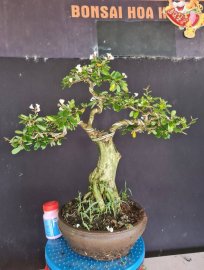 Linh sam trắng hoa chùm, giá mềm xèo