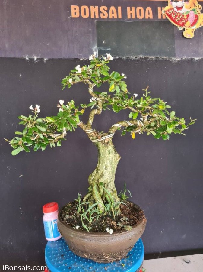 Linh sam trắng hoa chùm, giá mềm xèo